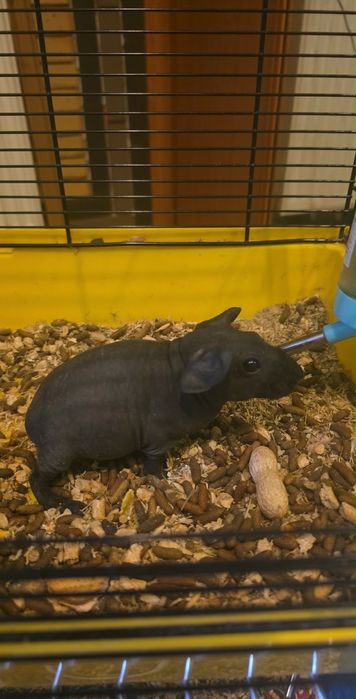 świnka skinny dziewczynka