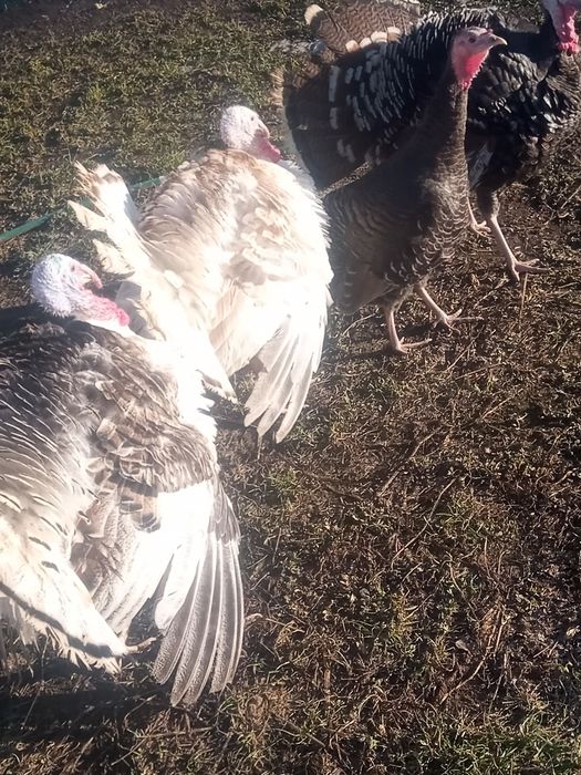 Silki,czubatki,kaczki,indyki