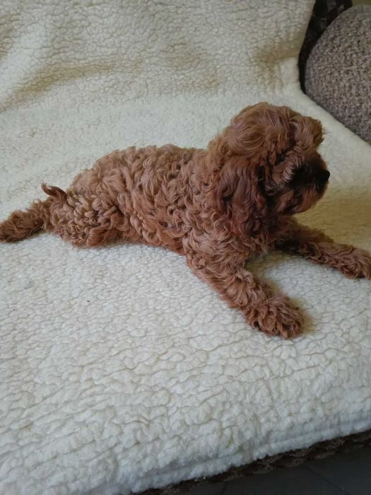 Cavapoo śliczna suczka