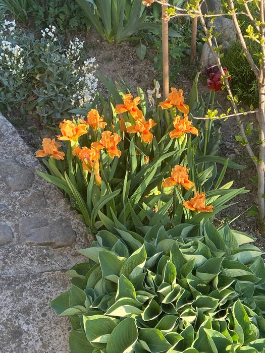Садові Хости (Hosta)