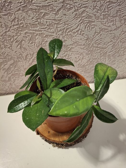 Кімнатні рослини