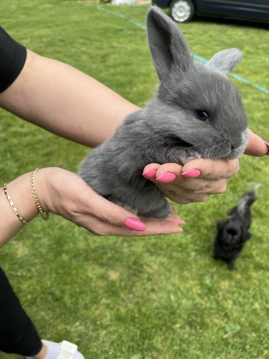 Młode króliki Barany francuskie niebieskie Samce