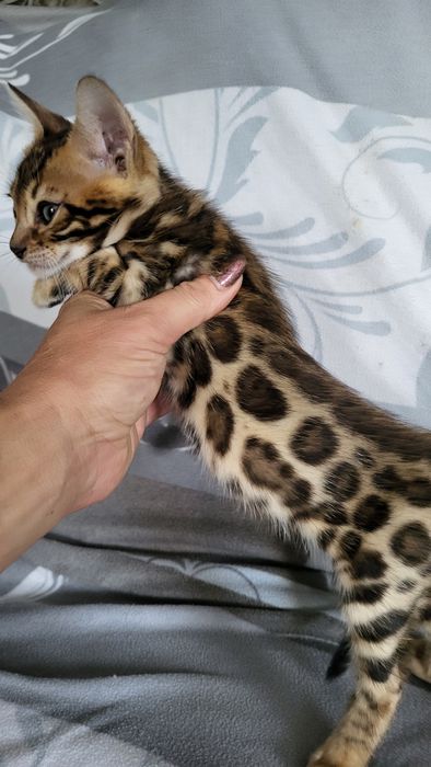 Бенгальские котята  клубные