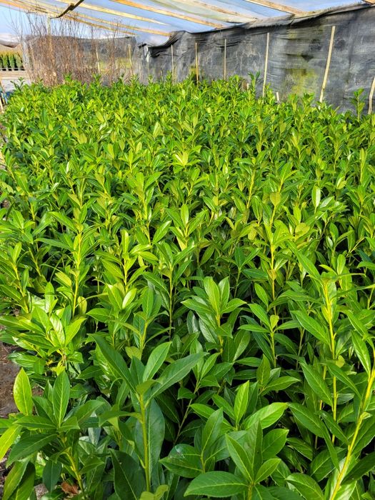 Laurowisnia caucazica 110cm ! Promocja wiosenna!