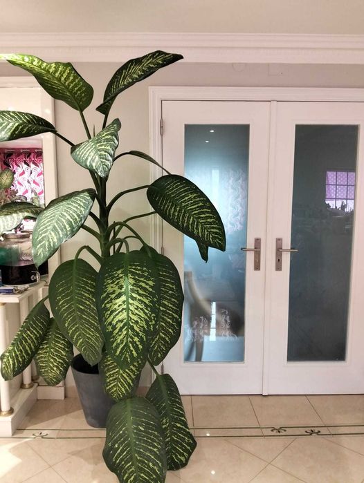 Planta de Interior - Dieffenbachia Tropic Snow