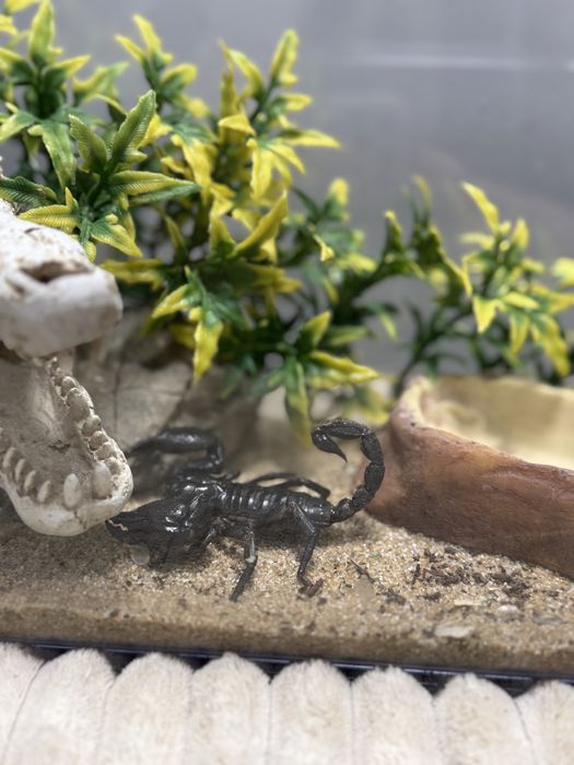 Декор в терраріум / акваріум , укриття, аксесуари