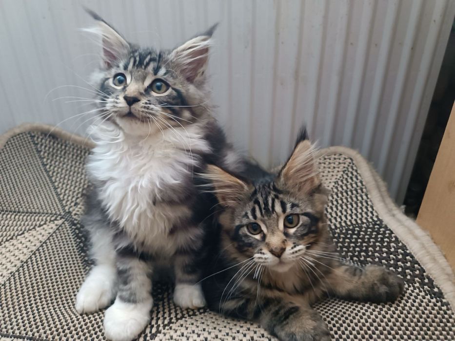 Кошенята котята мейн-кун