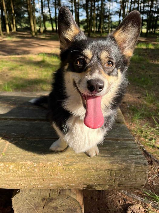 Welsh Corgi Pembroke