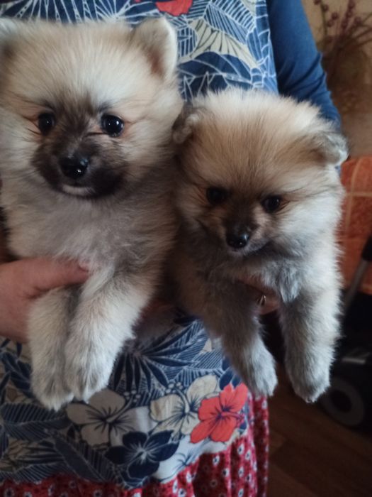 Хлопчик і дівчинка шпіцулі 7000гр.