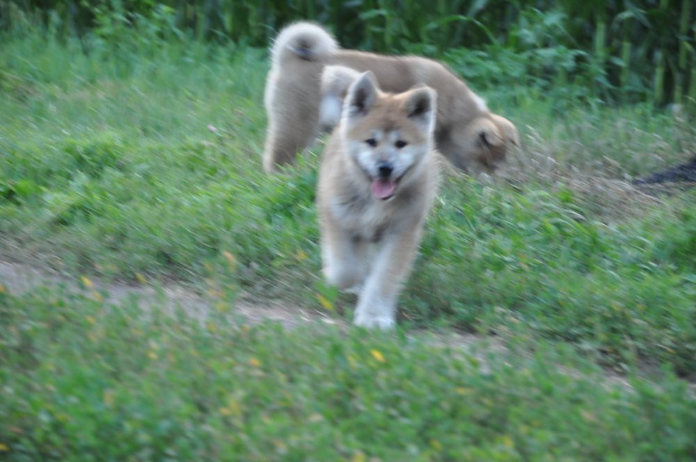Дівчинка акіта іну японська акіта