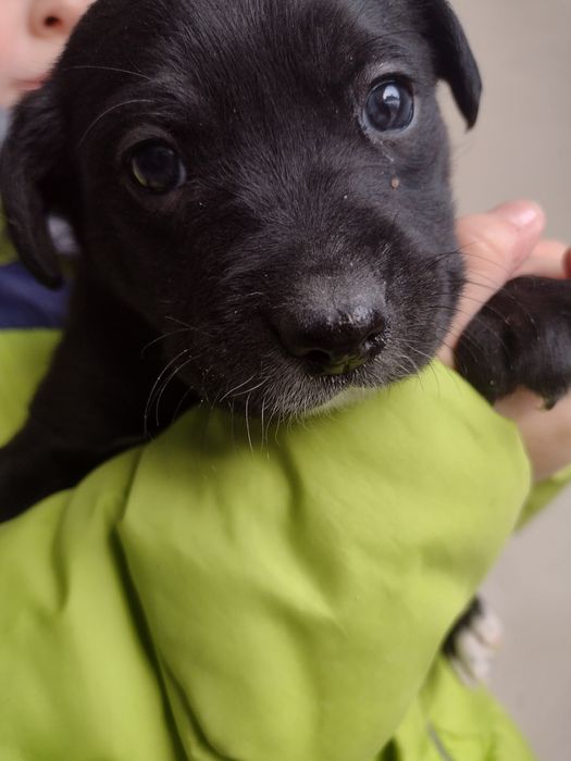 Oddam pieski 3 suczki i 1 samiec