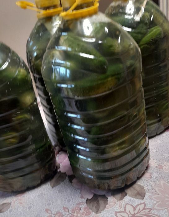 Ekologiczne ogórki kiszone w bańce 5L