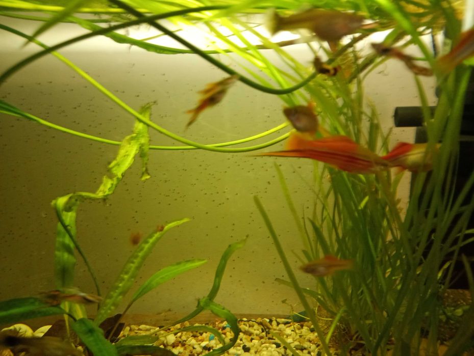 Sprzedam glonojady,mieczyki,gupiki,