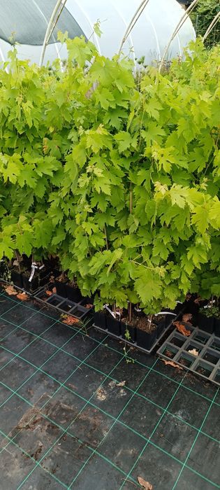 Sadzonki winorośli,winogron deserowych