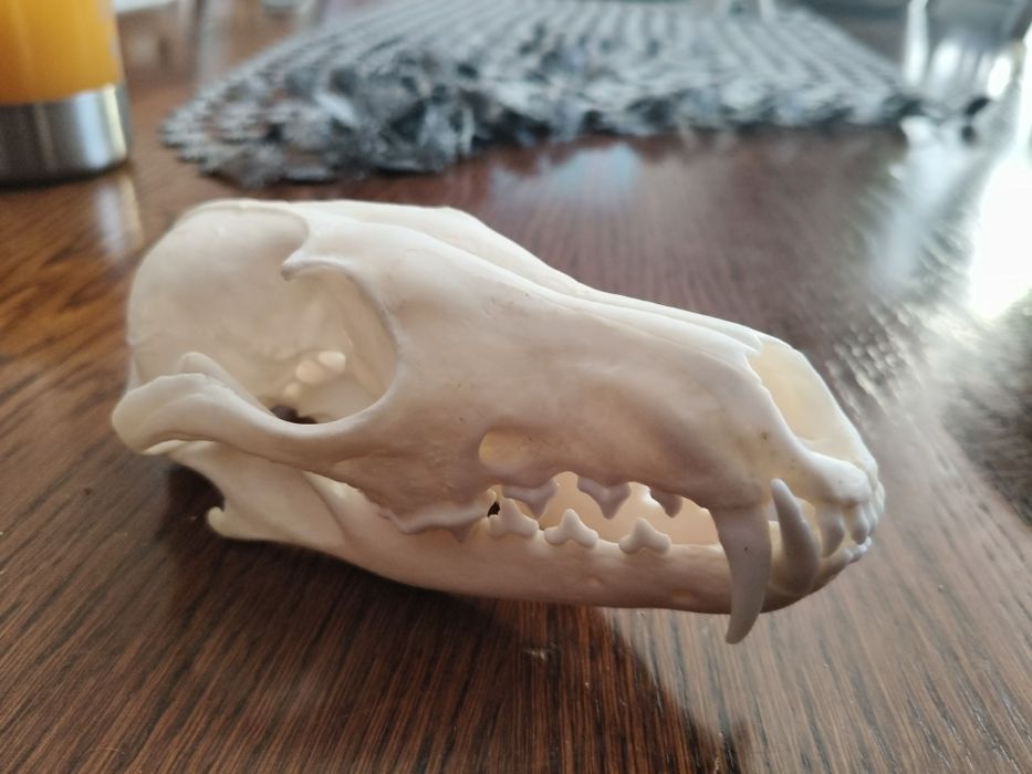 Czaszka z lisa ozdoba
