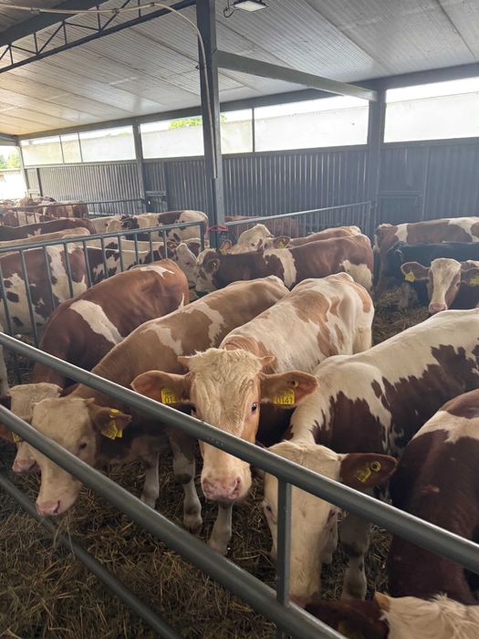 Sprzedaż cieląt różnych ras – bydło mięsne, mieszańce, czarno-białe