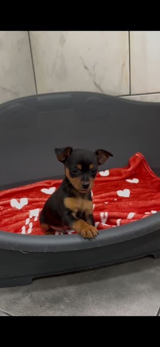 Pinscher macho miniatura