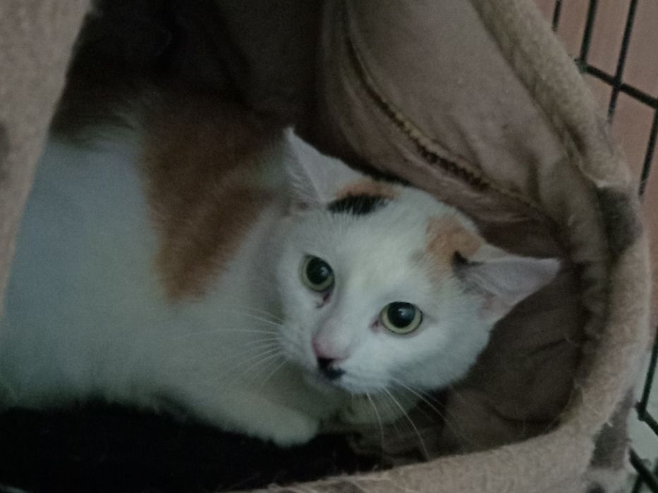 Kotka Jesień potrzebuje domku