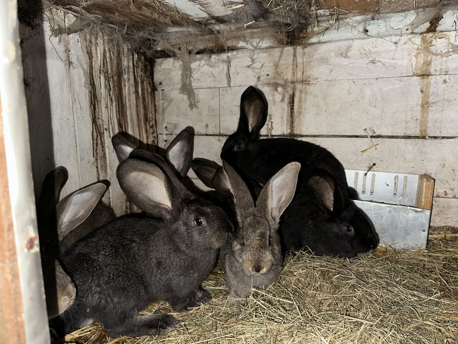 Belg Olbrzym młode i dorosłe