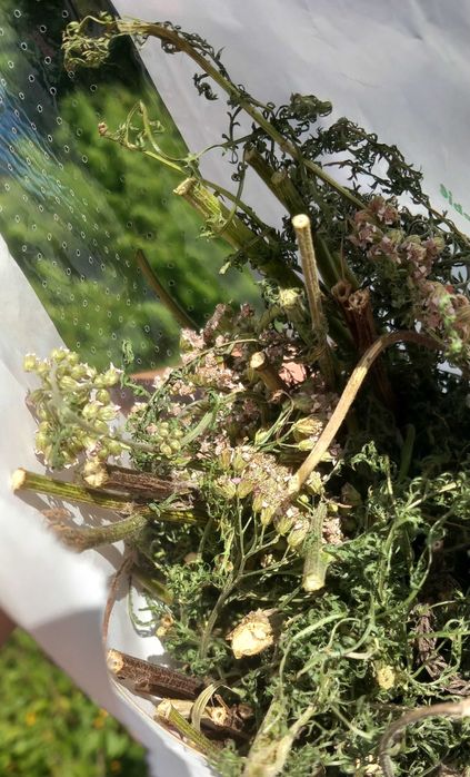 Krwawnik pospolity dla #koni #kur #królików #świnek morskich #szynszyl