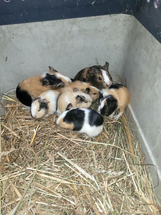 Sprzedam młode świnki morskie z przydomowej hodowli