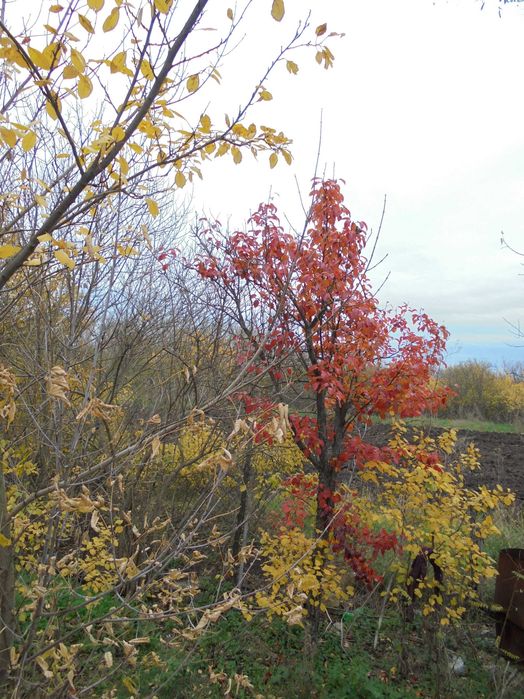 Предоставлю жильё бесплатно.