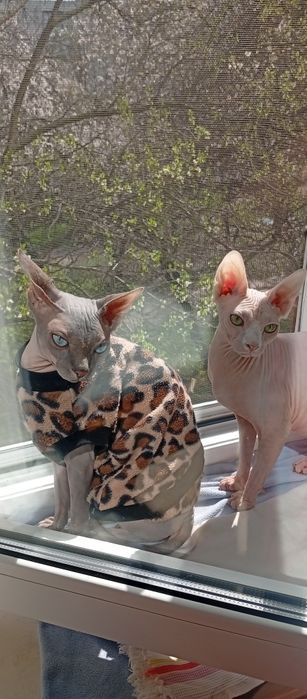 Котёнок - сфинкс