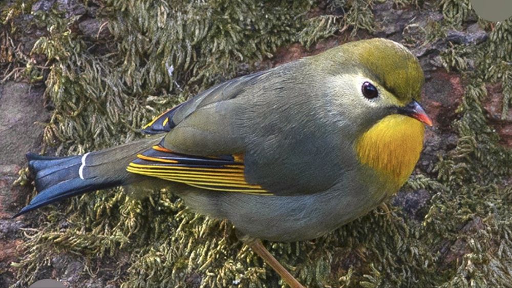 Vendo rouxinol japão (femea)