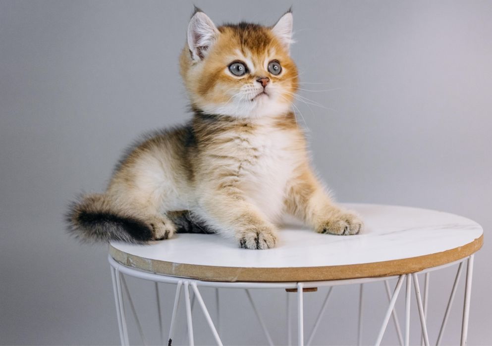 Шотландські кошенята