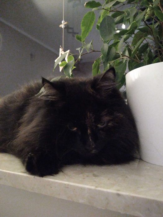 Zaginęła kotka Zuzanka