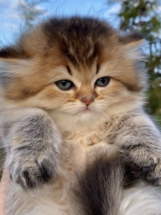 Золотая шиншилла