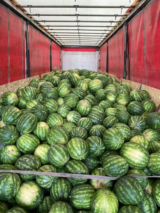 Продам кавун оптом