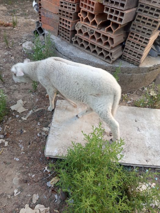 Animais de quinta