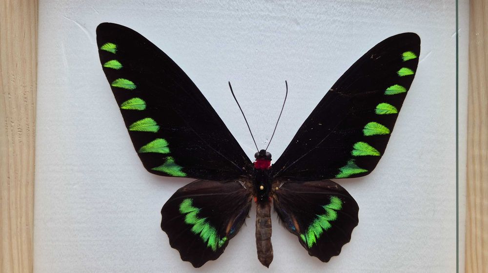 Motyl w gablotce Trogonoptera trojana na ścianę otwierana