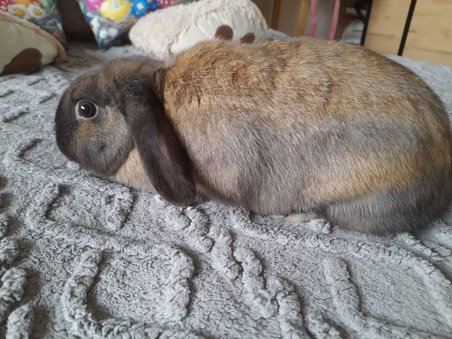 Króliki mini lop