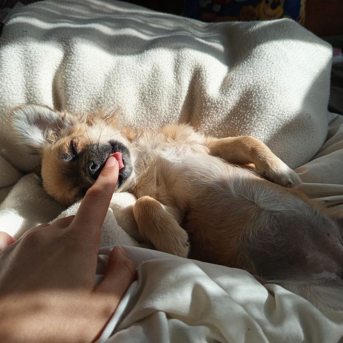 Chihuahua cudowna szczeniak suczka długowłosa sable