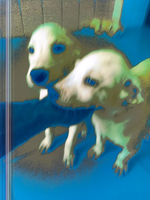 3 Cachorros para adoção responsavel...urgente