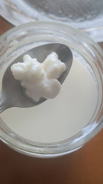 Grzybek Tybetański (20g) - zadbany grzybek kefirowy, przechowywany w odpowiednich warunkach, mleko, kefir