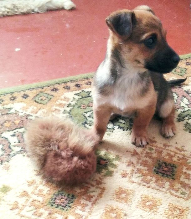 Віддам безкоштовно