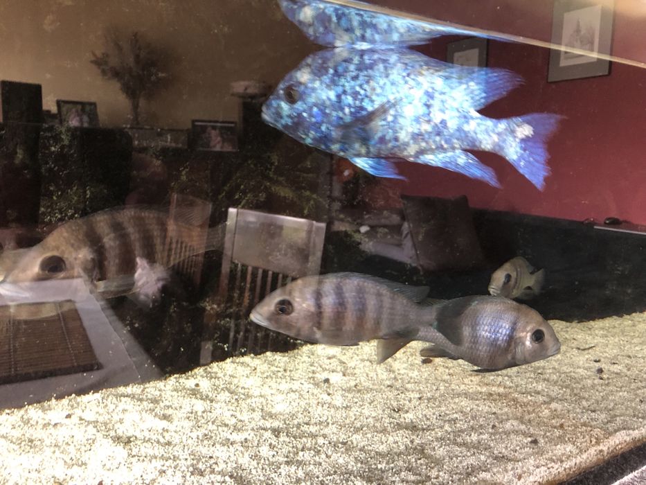 Placidochromis phenochilus Tanzania - Pyszczak Malawi