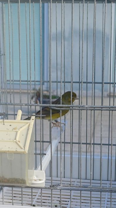 Canário Raça espanhola macho