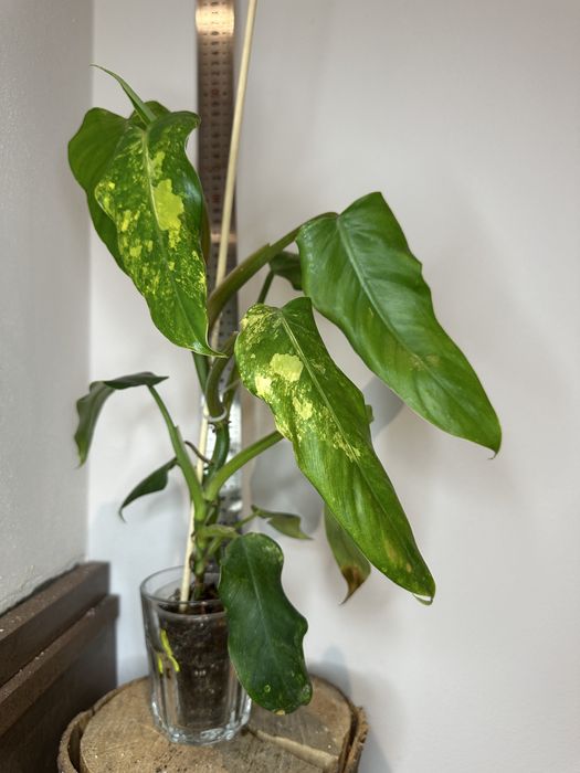 Філодендрон Philodendron  Siam Sunrise