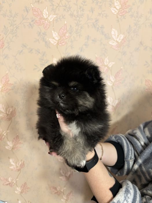 Мальчик померанский шпиц черноподпалый
