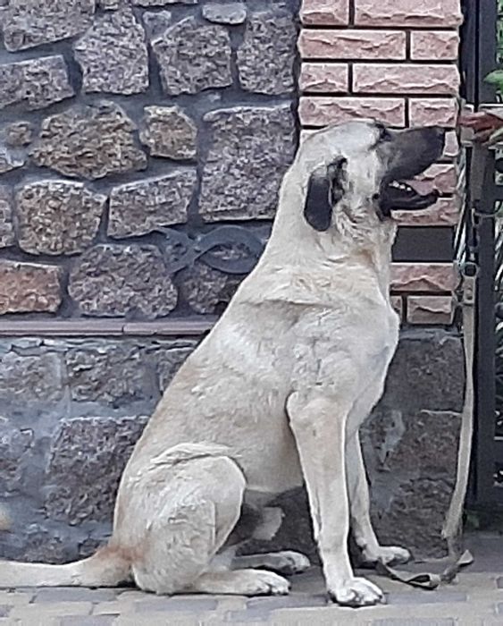 Кангал вязка анатолійська вівчарка