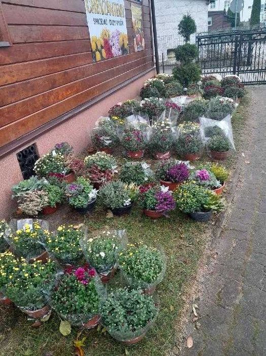 Sprzedam chryzantemy w atrakcyjnej cenie