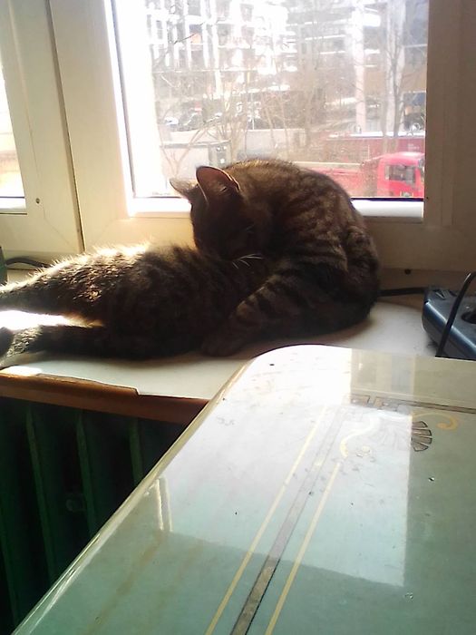 Oddam. Za darmo  kotka