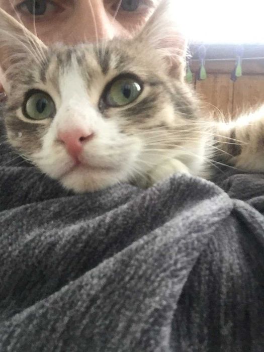 Młody kotek do adopcji.