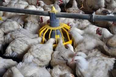 ІнкубацІйнІ  яйця  - ДОМИНАНТ Д 107