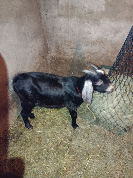 Kozioł cap Anglonubijski ( Krycie )