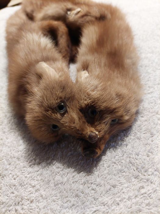 Gola Vintage de Vison – Meados do Século XX